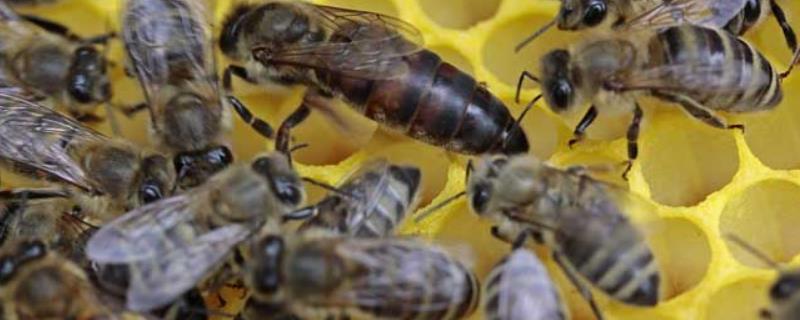 蜂王和工蜂的区别，体型、分工和寿命均不同