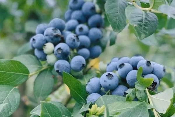 蓝莓防虫方法，可人工捕杀或喷洒药剂