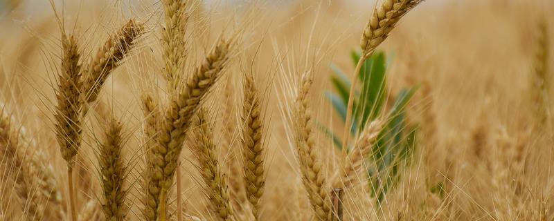 小麦锈病发生原因及防治方法，偏施氮肥容易增加发病几率