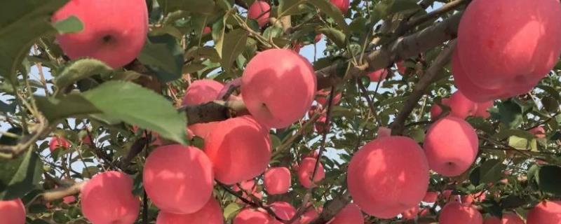 苹果树施肥时间，4-5月份可分别追施萌芽肥和花后肥