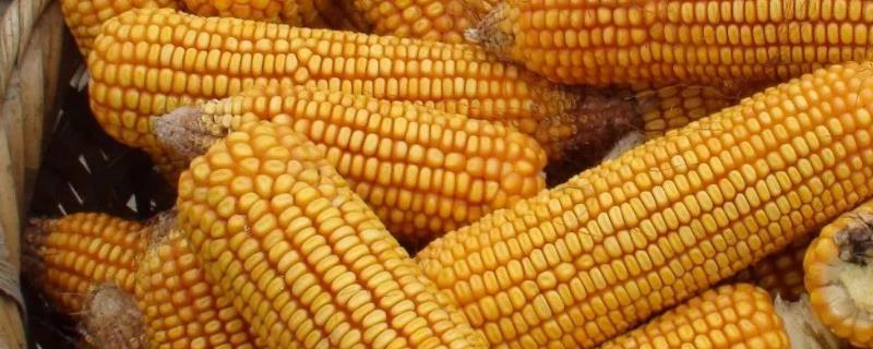 玉米如何正确使用化肥，不同生长阶段的需肥量不同