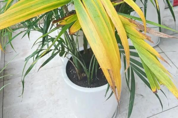 散尾葵的叶片为什么发黄，可能是浇水过多或缺水所导致