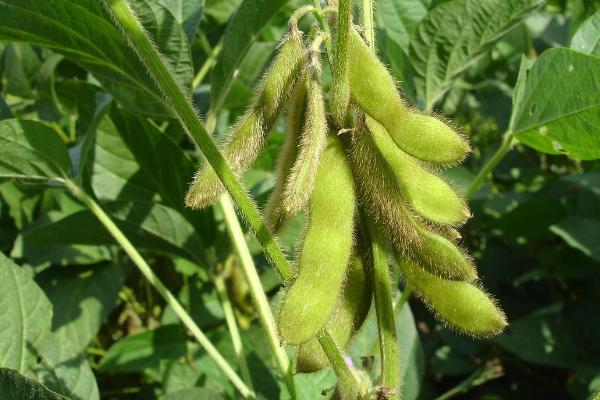大豆为什么会荚而不实，植株生长过旺容易结出空荚