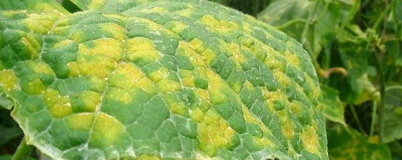 蔬菜霜霉病的不同区别，叶片上会出现不同颜色的霉层