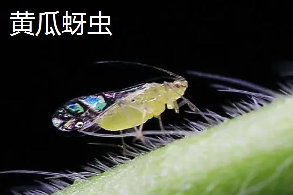 啶虫脒的防治对象，主要用来防治各类蚜虫