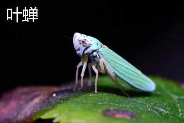 啶虫脒的防治对象，主要用来防治各类蚜虫