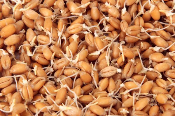小麦精耕细种技术，播前做好种子处理
