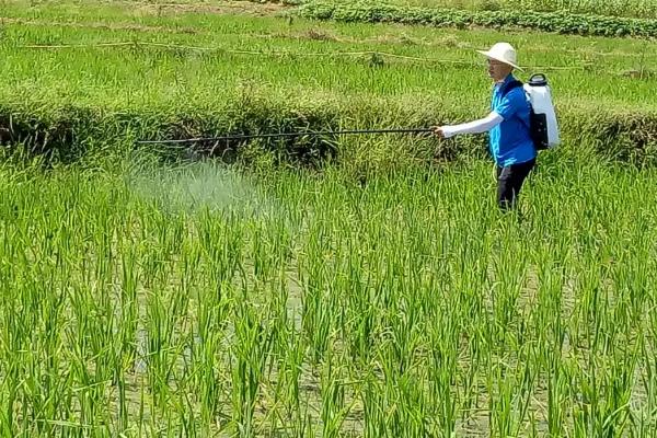 如何避免早稻烂秧，低温天气要注意灌水护芽
