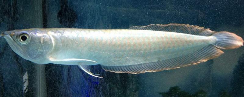 银龙鱼身体发红的原因，可能得了充血病