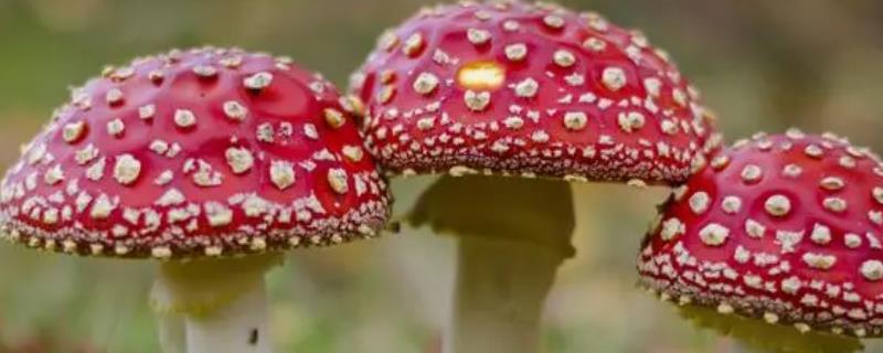 蘑菇虫害如何防治，可选“绿色”农药
