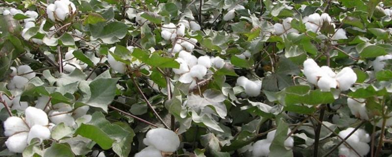 棉花高产施肥要点，现蕾前增施钾肥有利于早期生长