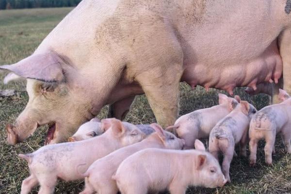 母猪生下来都是死胎怎么回事，可能存在遗传缺陷