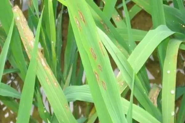 水稻中后期“三病三虫”，即纹枯病、稻瘟病、稻曲病、稻纵卷叶螟、稻飞虱、螟虫总体将偏重发生，应及时开展防治。中后期三病三虫介绍，持续降雨有利于稻瘟病流行