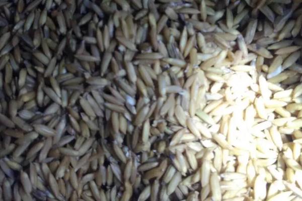 水稻种子怎么储存，入仓前要通过暴晒降低含水量