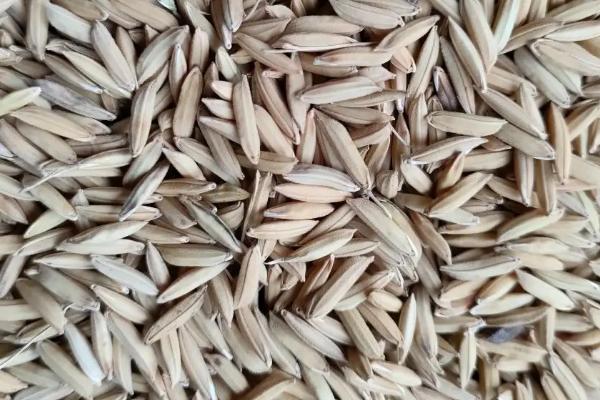 水稻种子怎么储存，入仓前要通过暴晒降低含水量