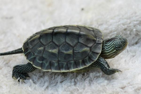 珍珠龟能否用深水饲养，幼龟在深水中容易溺亡