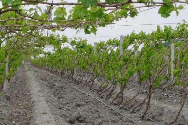 葡萄大棚滴灌和施肥方法，萌芽长梢期可将肥料加入水中滴灌