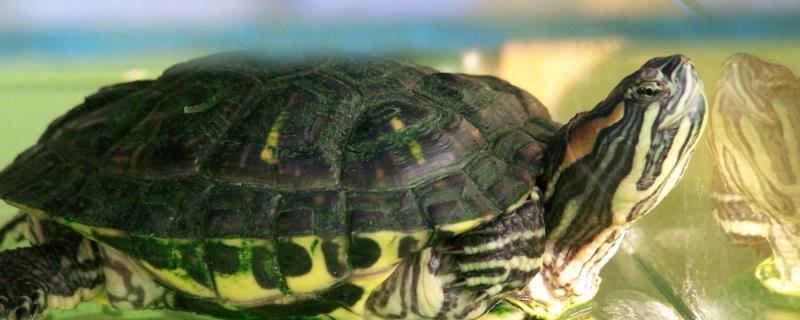 巴西龟什么时候结束冬眠，正常的情况下会在3-4月
