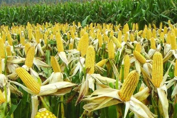 玉米小麦生产中存在哪些问题，肥料使用过多导致残留物超标