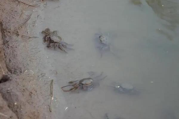如何判断河里有无螃蟹，水草和石头较多的位置一般有蟹