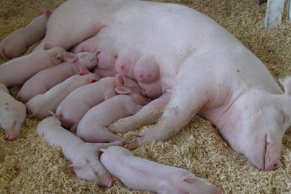 母猪怀孕100天不进食如何处理，可饲喂富含水分和营养的青贮饲料