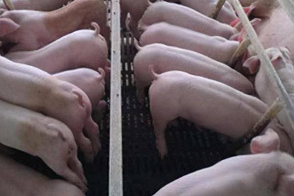 母猪怀孕100天不进食如何处理，可饲喂富含水分和营养的青贮饲料
