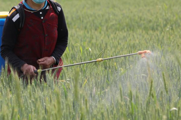 进行小麦一喷三防的原因，主要是为了防治病虫害和干热风