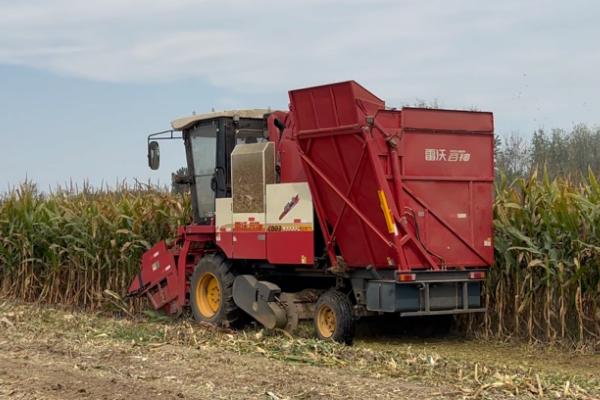 玉米收割机跑粮如何处理，可根据秸秆的高度调整拔禾轮
