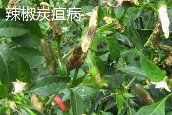 辣椒的主要病害如何鉴别，发生疫病时叶片上会出现暗绿色病斑