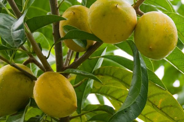 2019年种哪些水果具有良好的前景，种植阿克苏苹果可远销国外