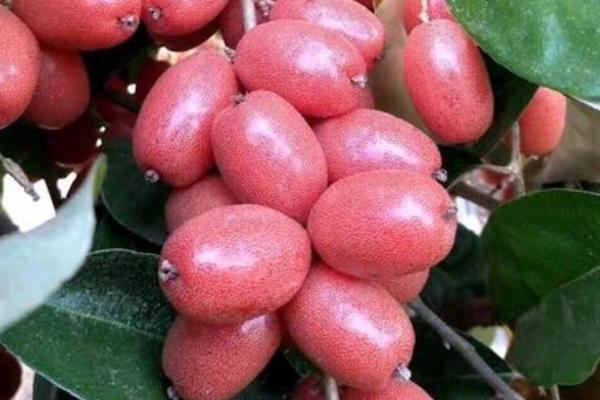2019年种哪些水果具有良好的前景，种植阿克苏苹果可远销国外