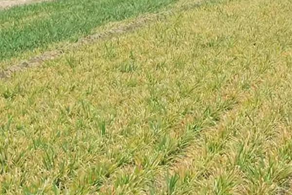 预防小麦冻害的方法，早春施肥可帮助小麦抵御冻害