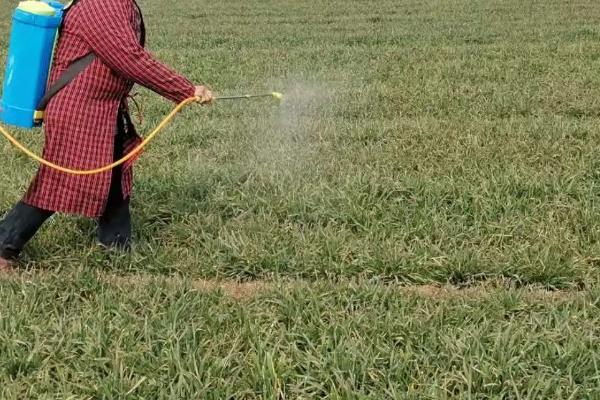 预防小麦冻害的方法，早春施肥可帮助小麦抵御冻害