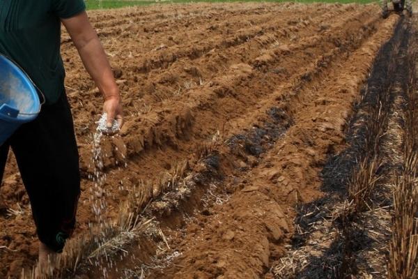 干旱天气施肥原则，肥料要深施入土并灌水压肥