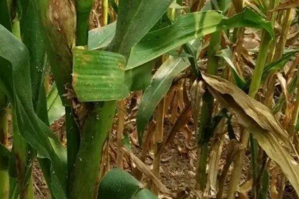 玉米空秆原因和防治方法，可能是种植过密或品种质量差所导致
