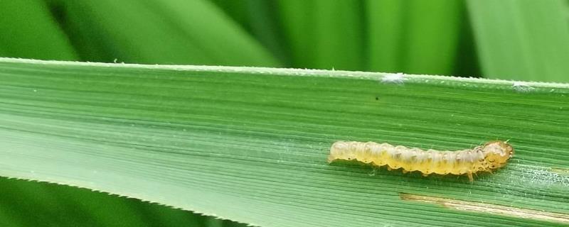 虱螨脲的作用及用法，可防治对有机磷农药产生抗性的害虫