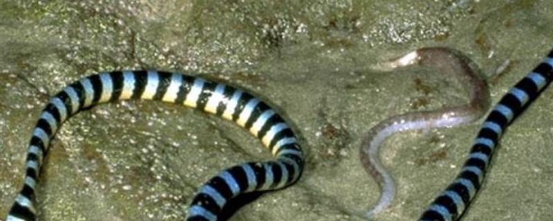 海蛇是蛇吗，是生活在水中的蛇类