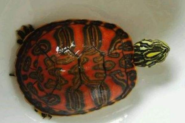 火焰龟和西锦龟的区别，二者的背甲明显不同