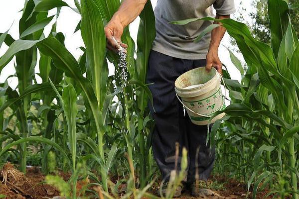 西南地区的玉米如何施肥，肥料用量和类型取决于玉米的生长时期