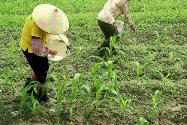 西南地区的玉米如何施肥，肥料用量和类型取决于玉米的生长时期