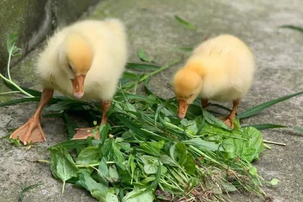 如何喂养刚出生的小鹅，可在米饭中拌入青菜引诱它们进食