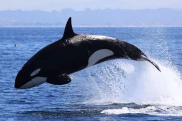 虎鲸为什么不攻击成年蓝鲸，主要原因是二者的体型差距较大