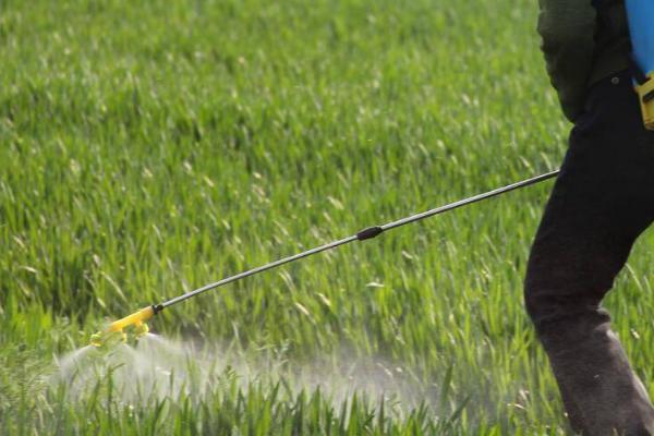 低温天气能否使用草铵磷，可以使用但效果不佳