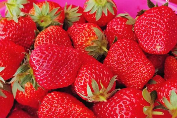 怎么鉴别草莓有没有使用过膨大剂，打过药的草莓口感软糯且寡淡