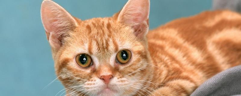 猫瘟有什么症状，幼猫染病会出现呕吐、发烧、体温升高等情况