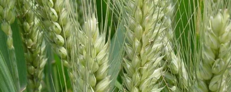 小麦的种植方式，西南地区采用小窝密植