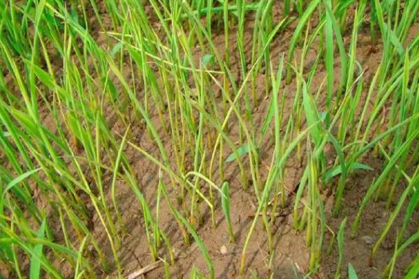 水稻出现立枯病的原因，昼夜温差大容易导致幼苗枯死