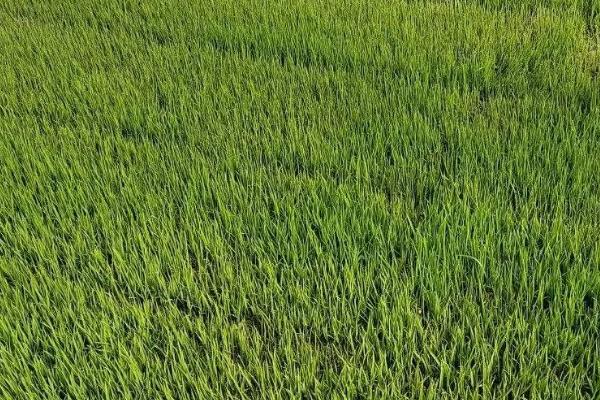 水稻出现立枯病的原因，昼夜温差大容易导致幼苗枯死