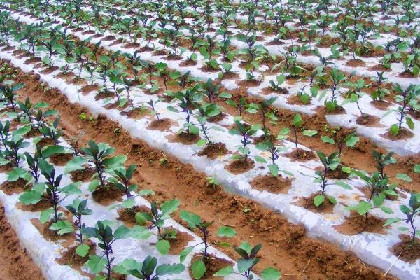 怎么种植大棚茄子，温室中要采取覆盖地膜等保温措施