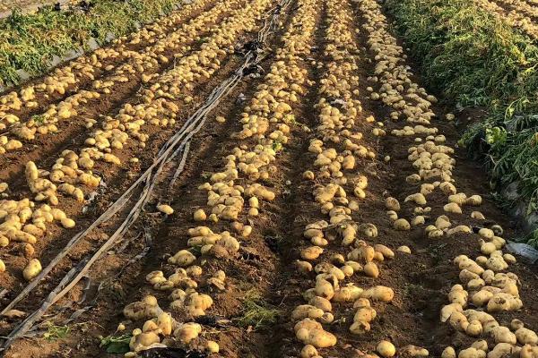 2018年种植土豆的前景，部分土豆市场交易略显低迷